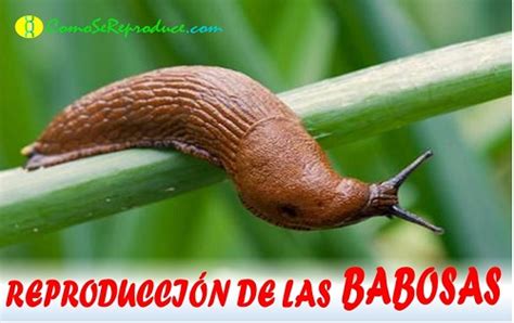 babosas calientes|BABOSAS